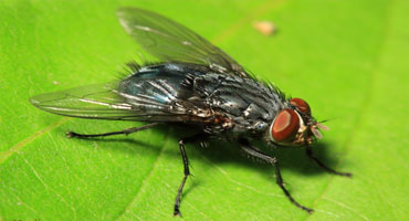 Fly