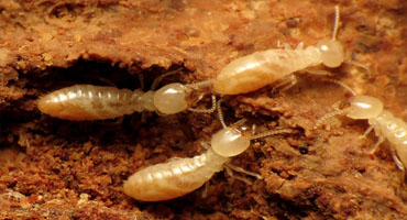 Termites