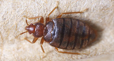 Bed Bugs