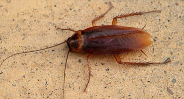 Cockroach
