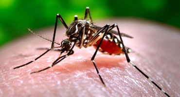 Mosquito